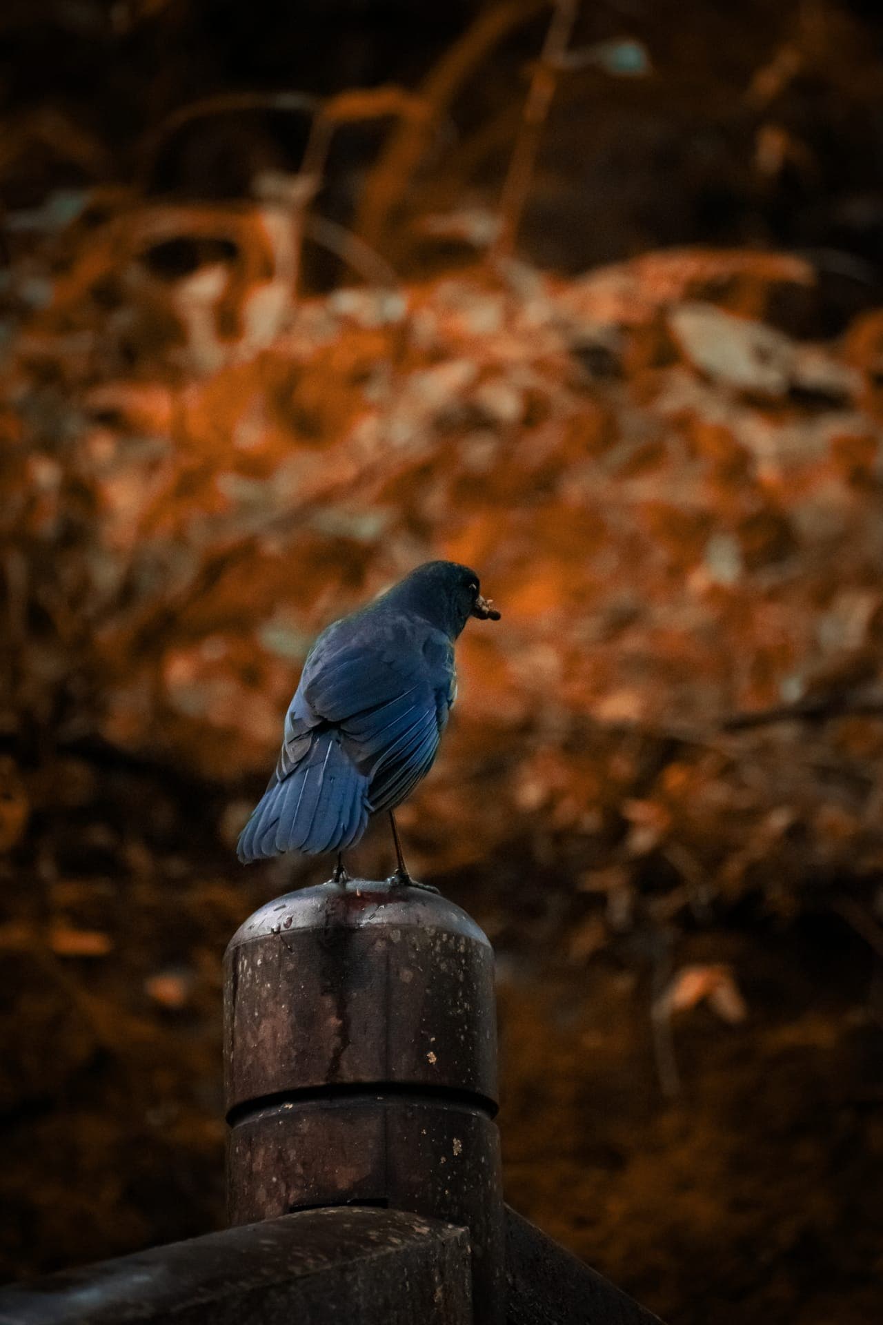 Nature 1