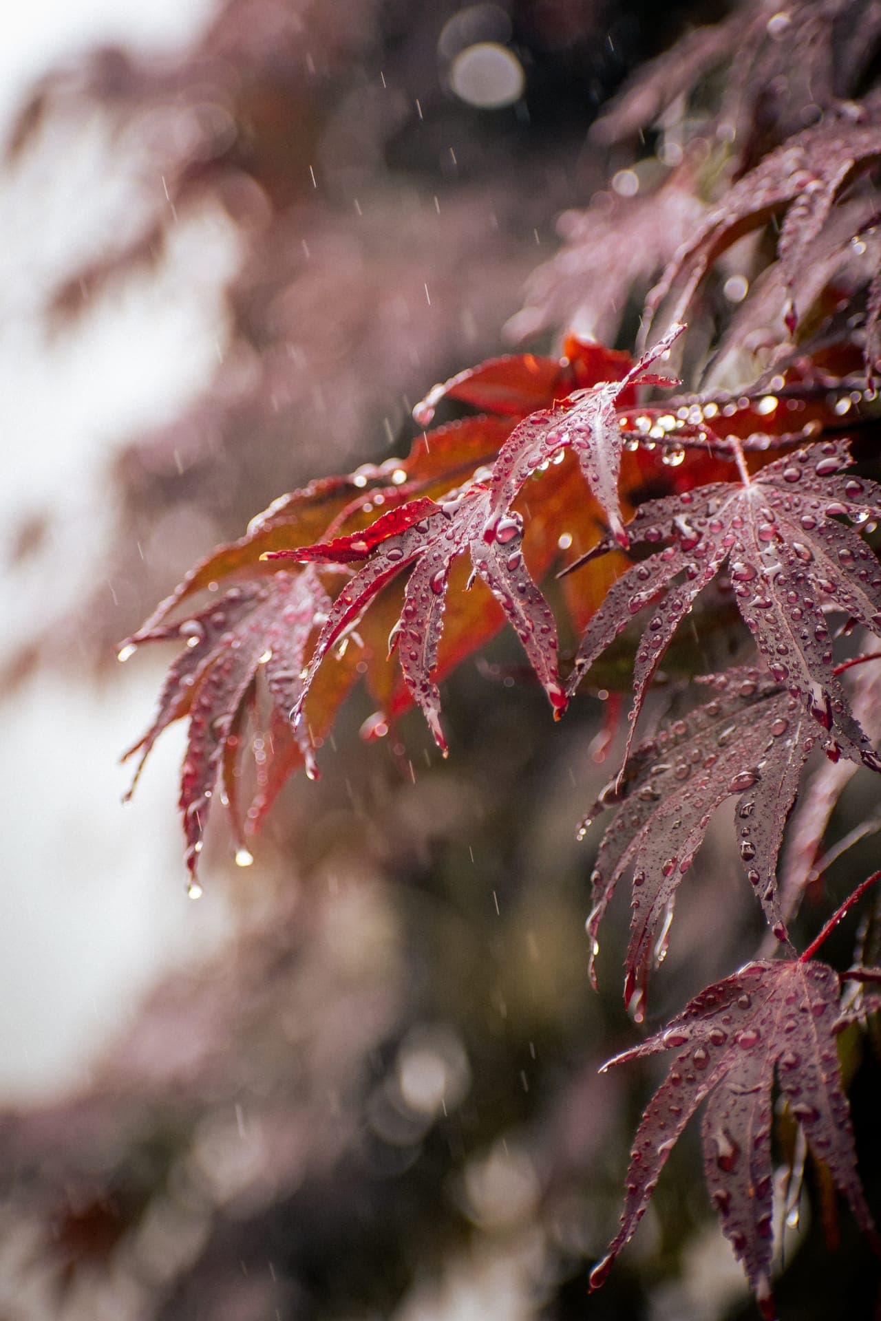 Nature 5